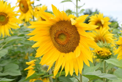 Close-up of yellow sunflower on field