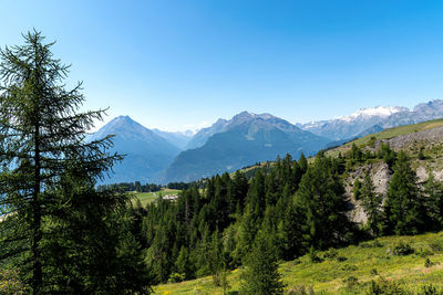 Scenic view of pine trees against sky