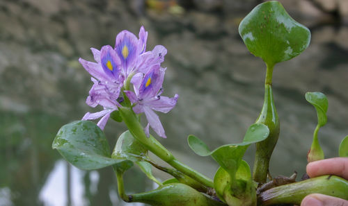 Close-up of flower against blurred background