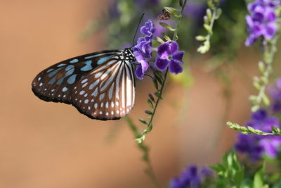 Close-up of butterfly pollinating on purple flower