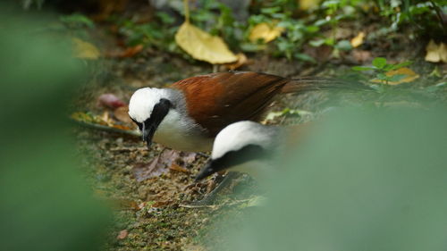 Close-up side view of a bird in water