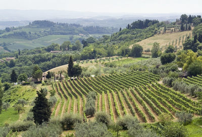 Scenic view of agricultural landscape