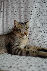 Close-up of a cat looking away