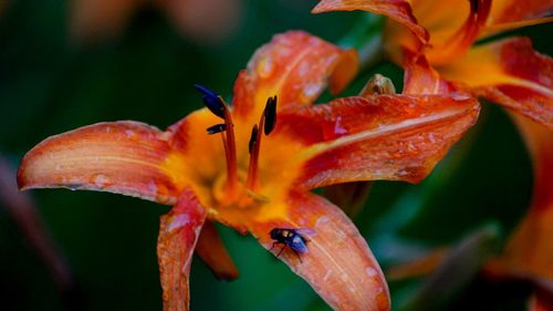 Close-up of insect on orange flower