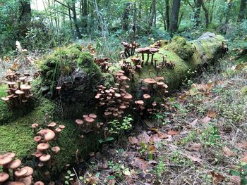 High angle view of mushrooms growing on field