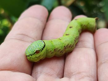 Green caterpillar in gentle hand