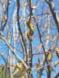 Low angle view of flowering plant on branch