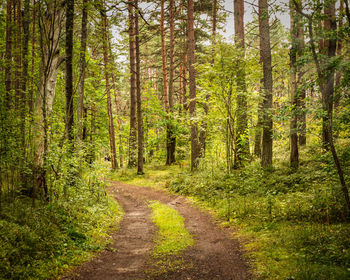 Footpath amidst trees in forest