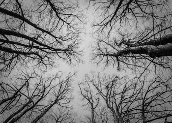 Low angle view of bare trees against sky