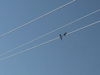 Low angle view of birds flying against blue sky