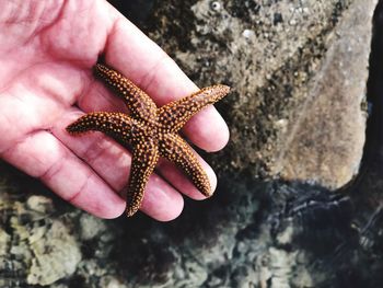 Close-up of hand holding a starfish 