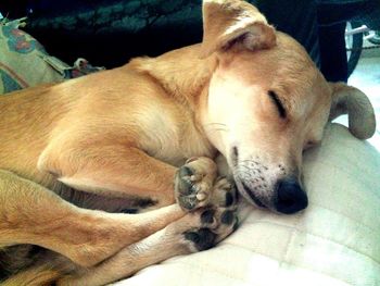 Close-up of dog sleeping