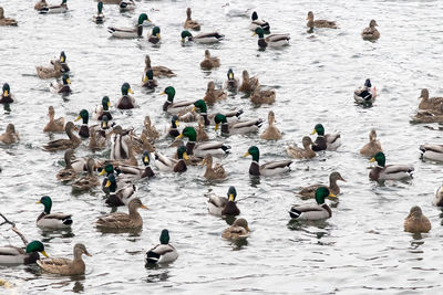 High angle view of ducks swimming on lake