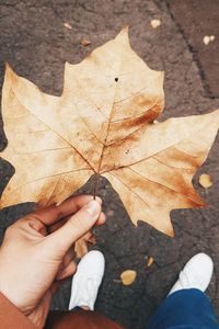 High angle view of hand holding maple leaf