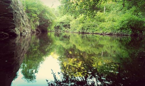 Reflection of trees in water