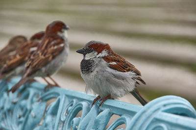 Close-up of birds perching on wood