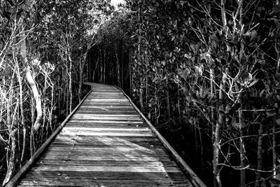 Narrow walkway along trees in park