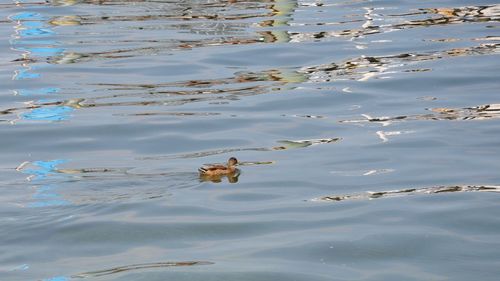 High angle view of ducks swimming in lake