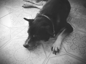 High angle view of dog on tiled floor