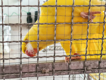 Yellow bird in cage