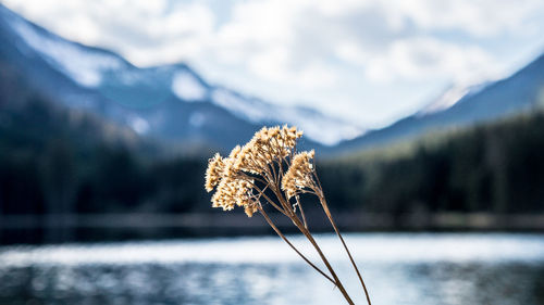 Close-up of wilted plant by lake against sky