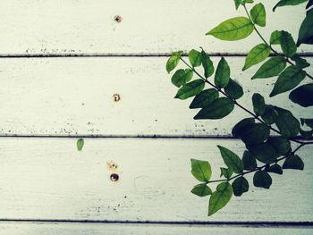 Close-up of leaves against wall