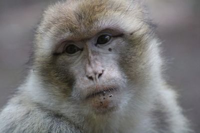 Close-up of monkey