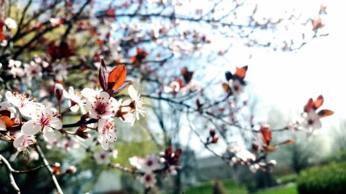 Cherry blossoms in spring