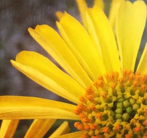 Close-up of yellow flower