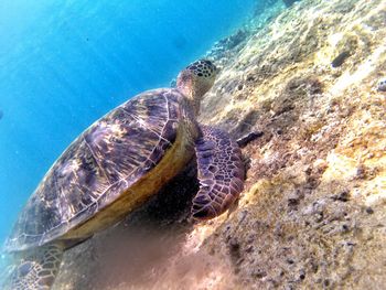 View of turtle swimming in sea