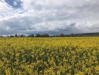 Scenic view of oilseed rape field against cloudy sky