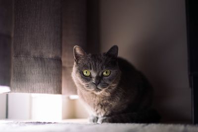 Close-up of cat
