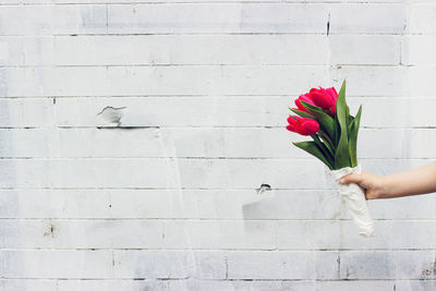 Midsection of person holding red tulip against white wall