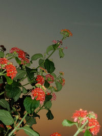 Close-up of flowers