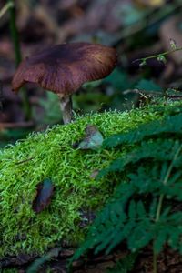 Close-up of mushroom growing on plant