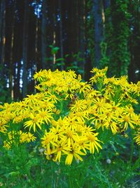 Close-up of yellow flowering plant in forest