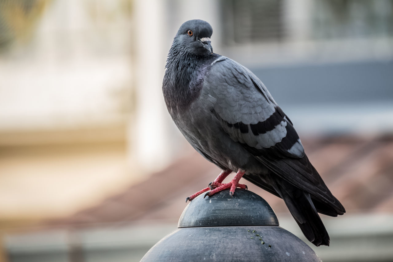 CLOSE-UP OF PIGEON