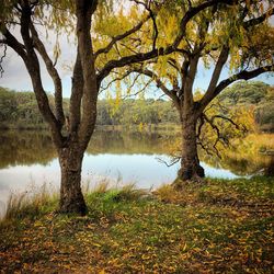 Trees by lake during autumn