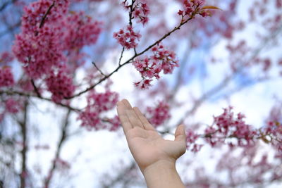 Low angle view of pink cherry blossoms on tree