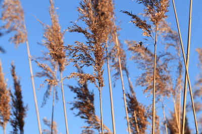 Low angle view of plant against sky