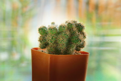 Close-up of cactus plant