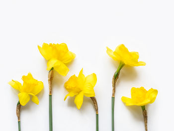 Group of five narcissus or daffodils. bright yellow flowers on white background. 