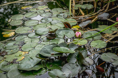 High angle view of leaves floating on a water