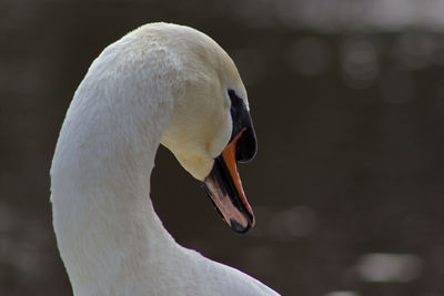 Close-up of swan in water