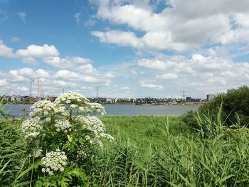 Scenic view of flowering plants and trees against sky