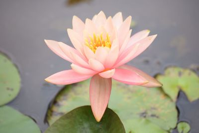 Close-up of lotus water lily in pond