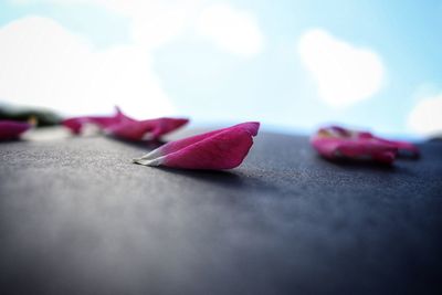 Close-up of pink rose plant against sky