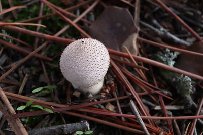 Close-up of mushroom growing on field