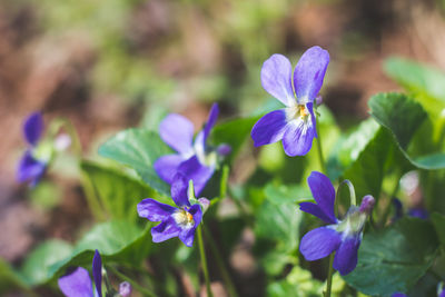 Close-up of purple flowering plants