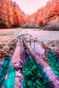 Scenic view of forest during autumn